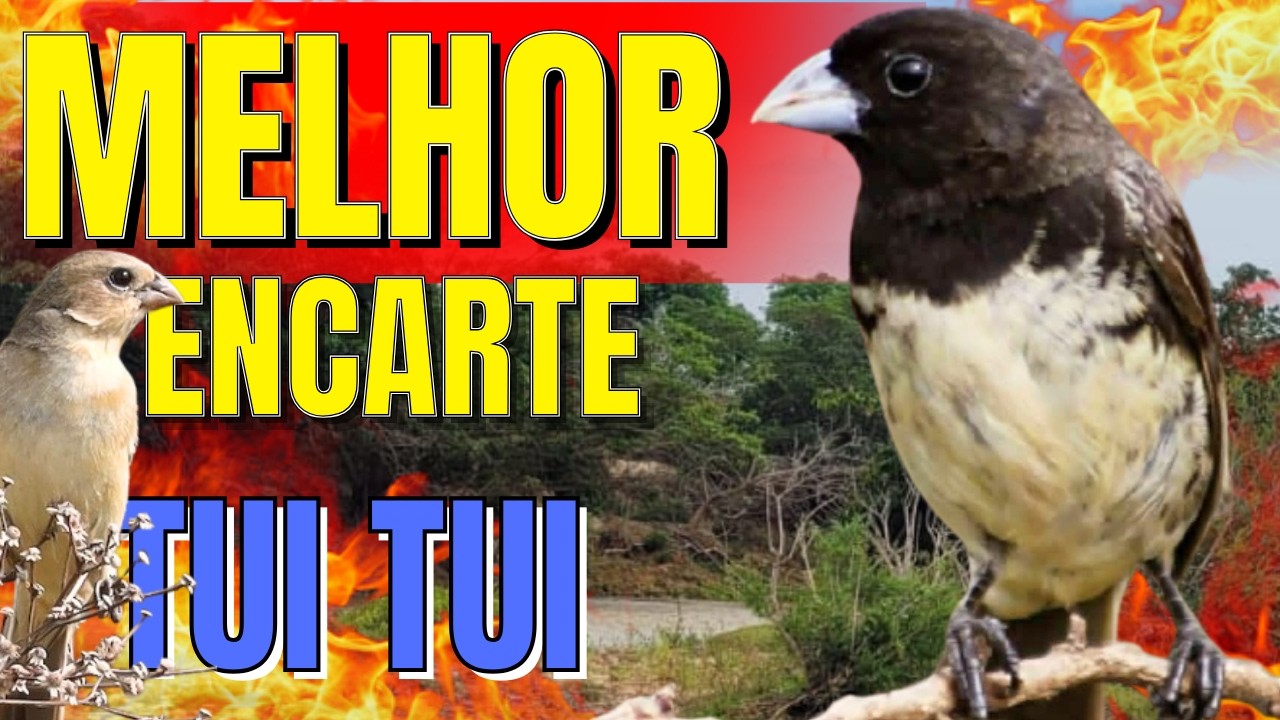 MELHOR ENCARTE PAPA CAPIM COM PIADO DE FÊMEA DE PAPA CAPIM PARA ESQUENTAR PAPACAPIM PAPACAPIM TUITUI