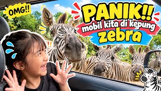 PANIK MOBIL KITA DI KEPUNG ZEBRA | TAMAN SAFARI PUNCAK 