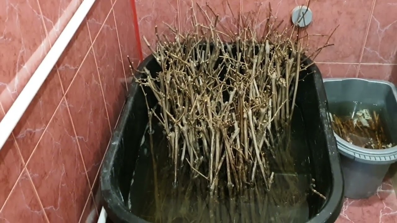 настольная прививка винограда.Часть 1. Подготовка