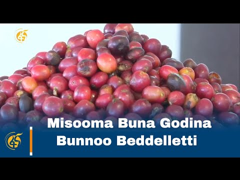 Misooma Buna Godina Bunnoo Beddelletti
