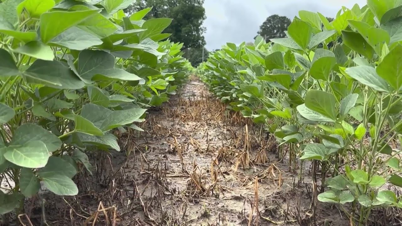 Local farmers brace for impacts of Hurricane Helene - YouTube