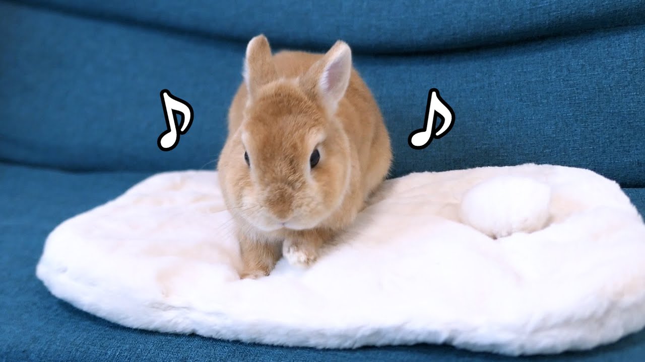 ベッドを買ってあげたら喜んでくれたうさぎが可愛い