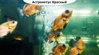 Астронотус Красный Астронотус Красный