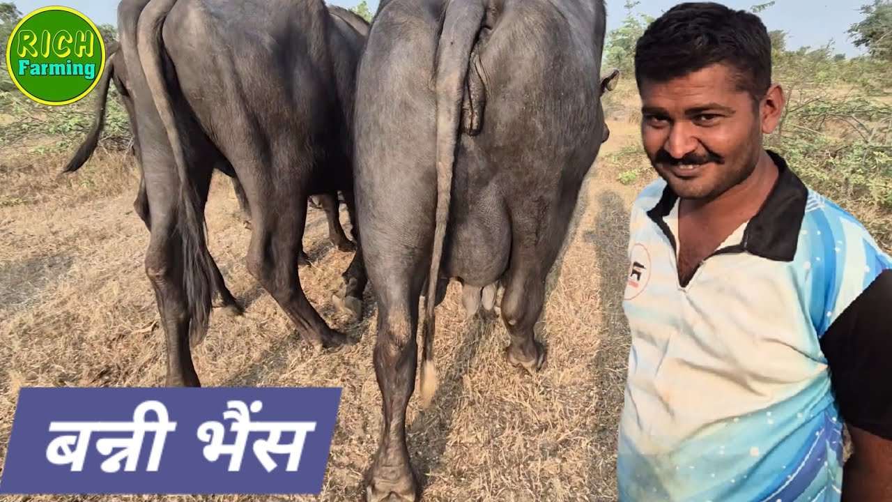 अच्छी बनी भैसे कहाँ से खरीदे ? || Top banni Buffalo with contact no