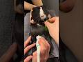 Is This Guinea Pig Pregnant?  😷 #goodtoknow #vet #medicine #funfacts #lifehacks #educational #hacks