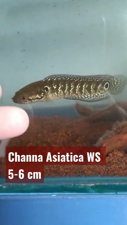 Channa Asiatica Ws ,ikan gabus?