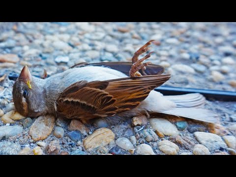 KTF News - More than 50 birds fall from the sky at Radford University