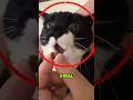Nadie conoce la triste historia real de este gato