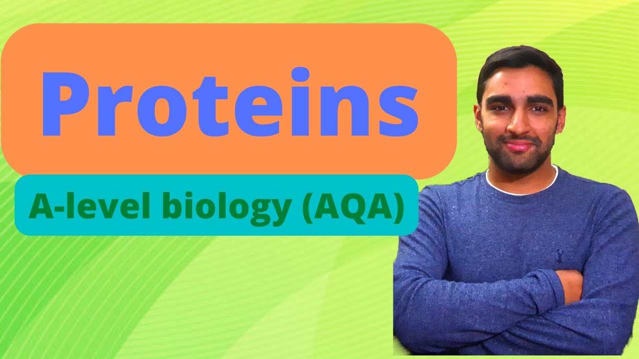 Proteins Alevel Biology YouTube