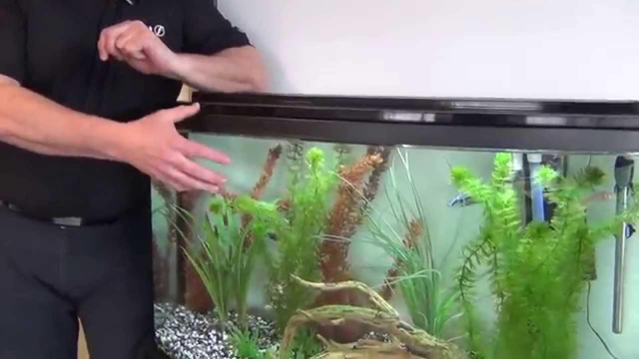 Fluval's Guide On How To Help Prevent Aquarium Algae YouTube