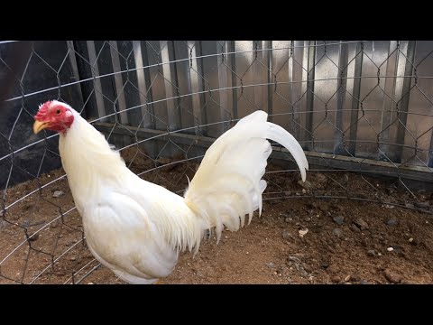Video Trai gà tre: cuban 1ki200 AE tham khảo Sđt 0348339448 - youtube