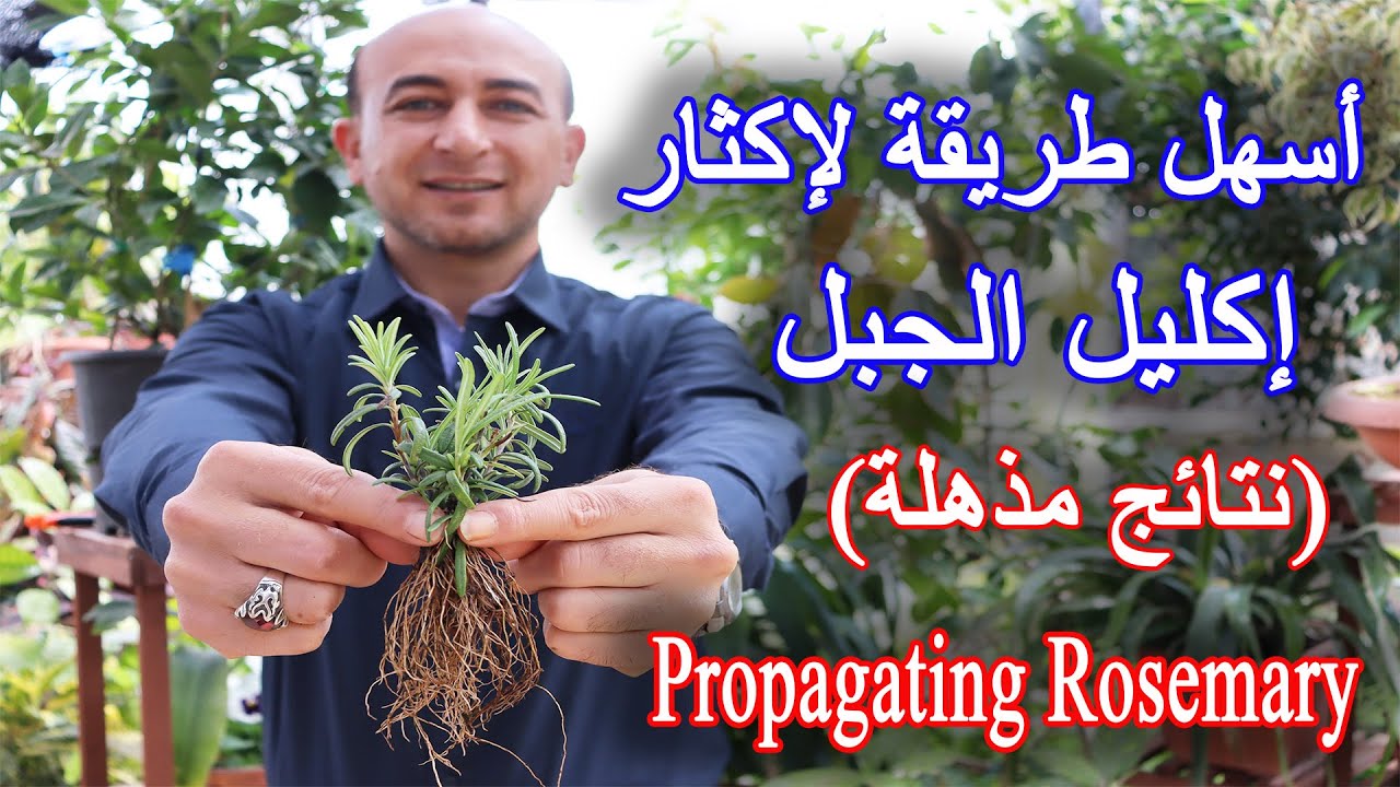 طريقة إكثار نبات الروزماري بالبيت, زراعة اكليل الجبل بالعقل, Propagating Rosemary from Cuttings