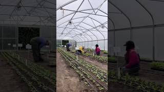 The first round of zinnias from our breeding program went in the ground yesterday.