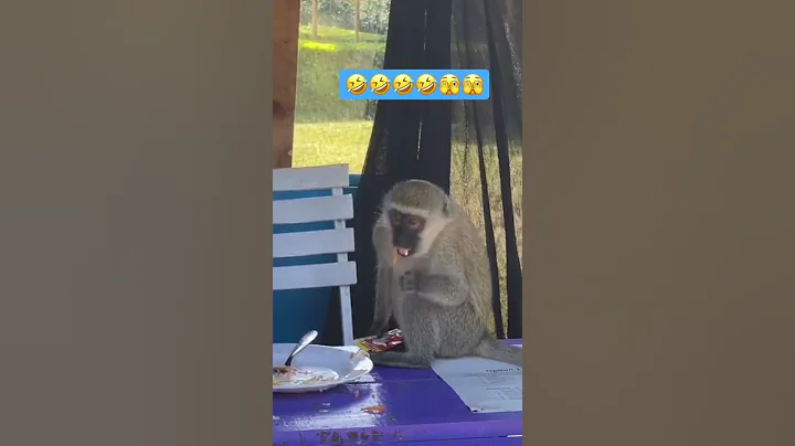 Monkey gets caught stealing food from plate 🤣🤣