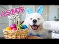 ASMR Dog Eating Boiled Egg I MAYASMR