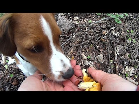 Video: Hur Man Tränar Din Hund Att Leta Efter Svamp