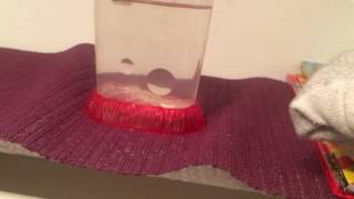an update on the sea monkeys