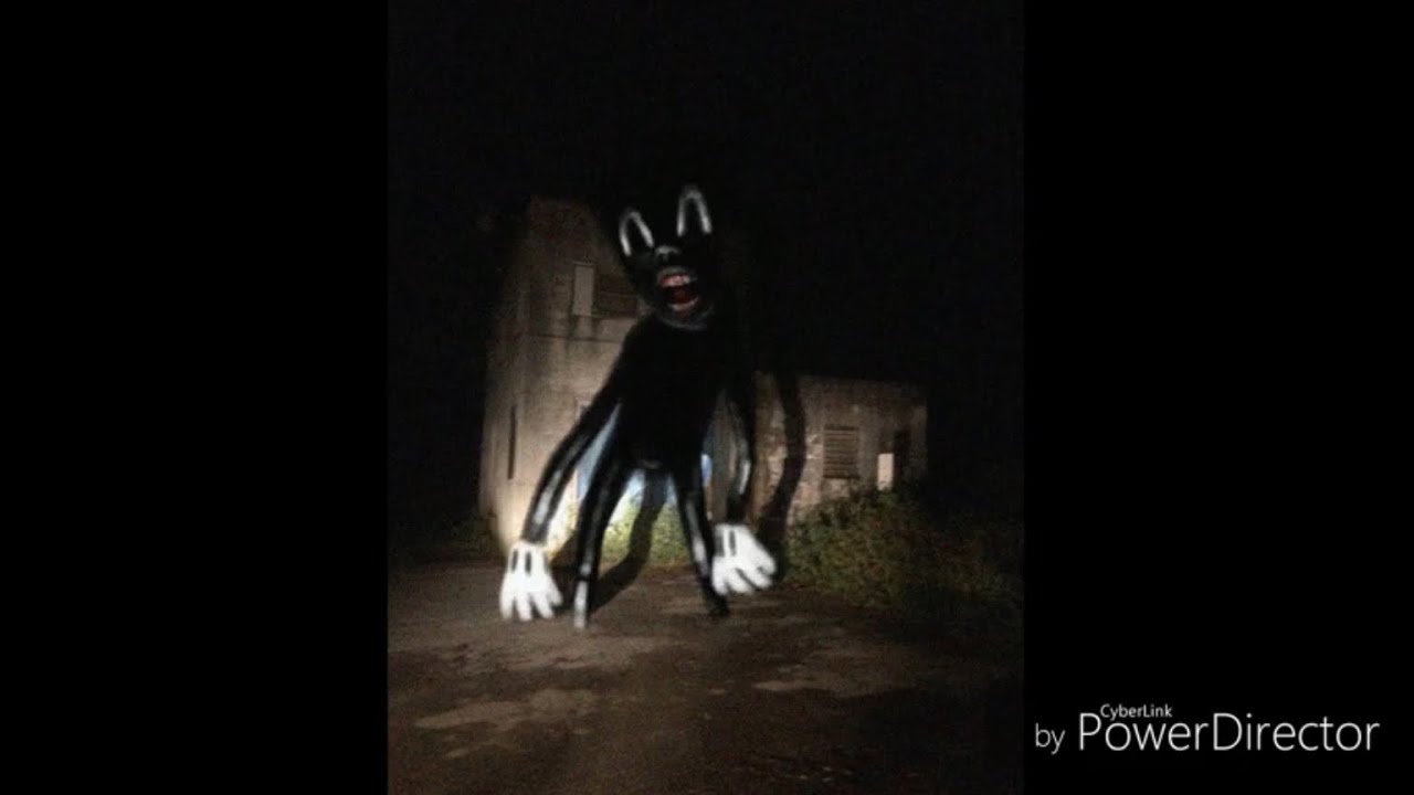 Cartoon cat caught on camera YouTube