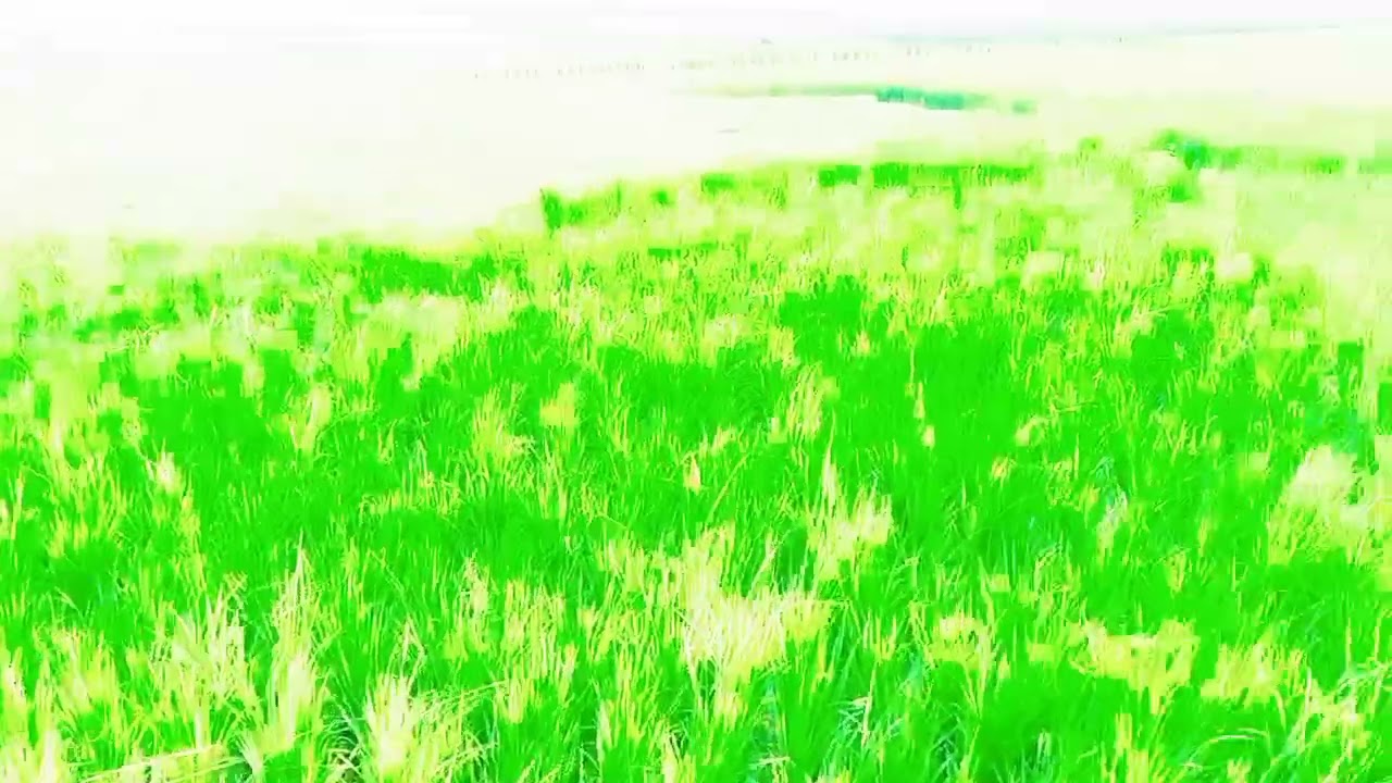 Gowalpara village video