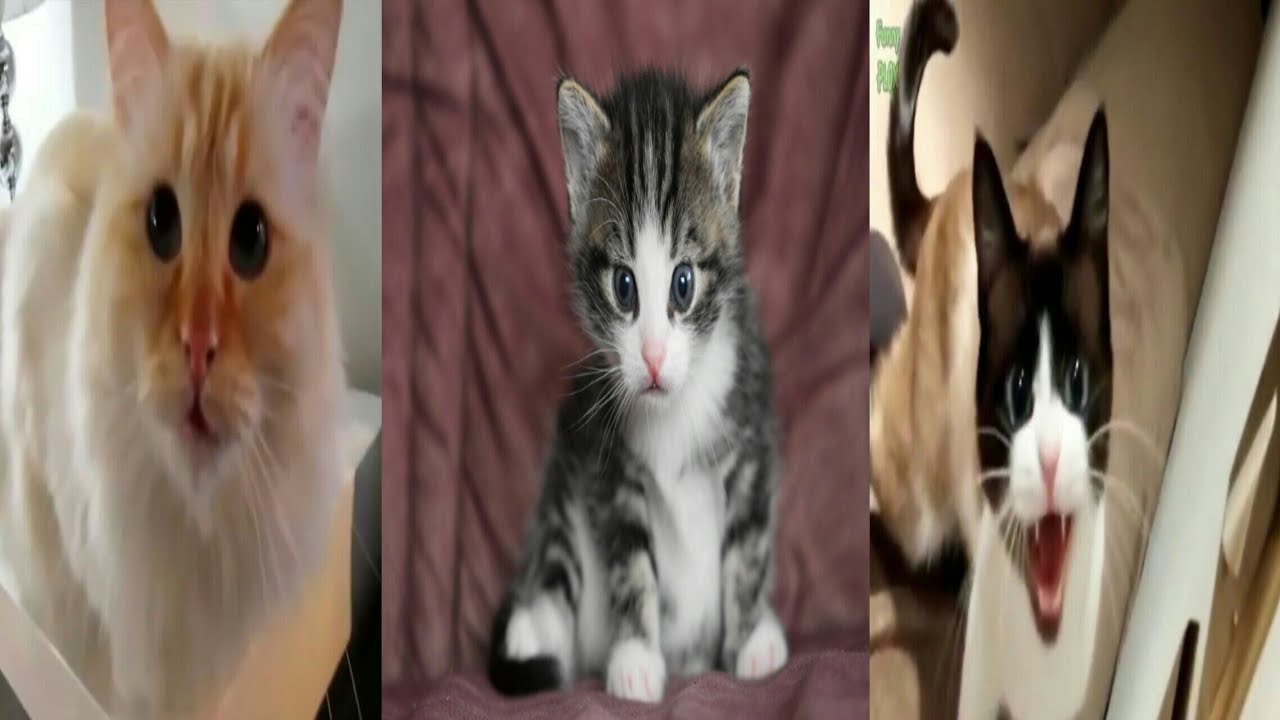 Kucing Lucu Dan Anak Kucing Mengeong 