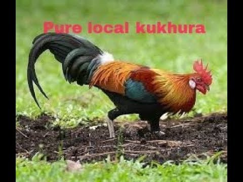 40 Din Ko Local Challa Bihanko Smye Ma Rmaudai Youtube