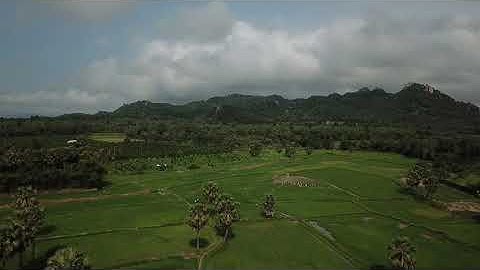 Cánh đồng Thốt nốt - Tri Tôn - An Giang