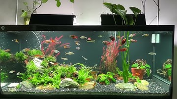 Rainbow fish - Bể cá cầu vòng thứ N