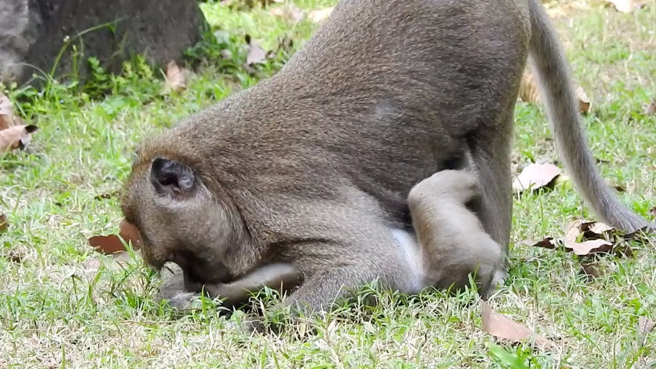 What big monkey do with small baby monkey, Baby monkey try to run - YouTube