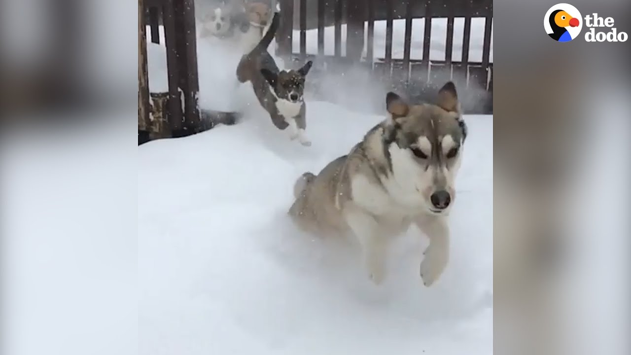 Dogsnow Rescue Rescue Dogs Stampede Through The Snow - YouTube