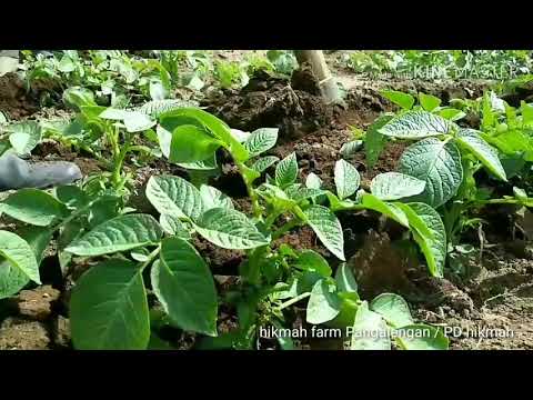 Video: Hilling Up Potatoes - Petua Masa Menutup Tanaman Kentang