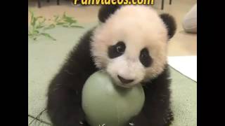 Lo tierno que puede ser un Panda ante las camaras