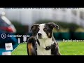 Max Space, Max Safety: PetSafe YardMax Fence Review