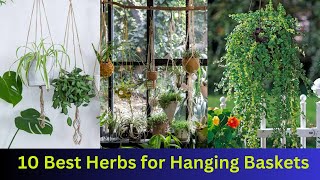 10 Best Herbs for Hanging Baskets || #indoorplants #hangingplant by nsfarmhouse 95 views 6 months ago 2 minutes, 47 seconds