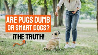 Are PUGS Dumb or SMART Dogs? ✔Here The Truth