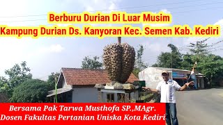 Berburu Durian Di Luar Musim. Kampung Durian Kanyoran
