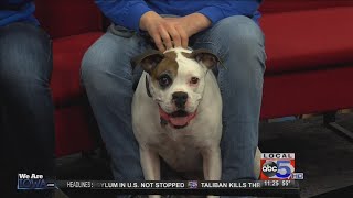 Northern Plains Boxer Rescue Interview