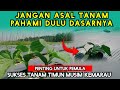 Perawatan Dasar Tanaman Timun Yang Tepat Dimusim Kemarau