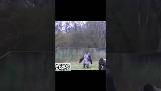 BIPEDALISM IN APES #bigfoot #nature #gorilla #sasquatch