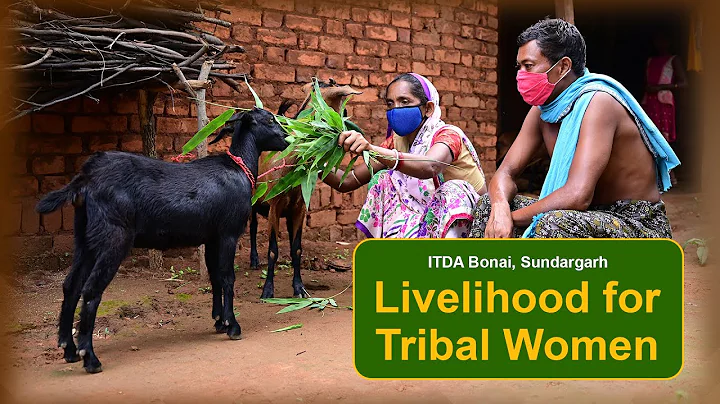 Goat Rearing for Livelihood of Tribal Women under OLM | Integrated Tribal Development Agency Bonai