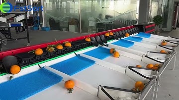 Citrus sorting machine,lemon grading machine,orange grader,citrus processing equipment