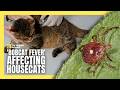 ‘Bobcat Fever’ Threatening Cats as Ticks Spread North | #tick
