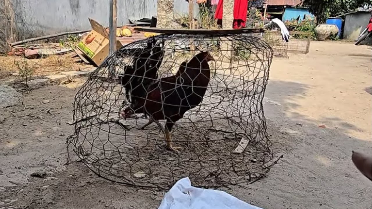 Mua Thêm Một Con Gà Trống Mỹ Để Cho Đủ Bộ Gà Mỹ Grey Hatch Với Mỹ Kelso 