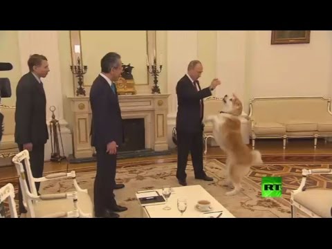 فيديو: رئيس الضغط في الكلاب