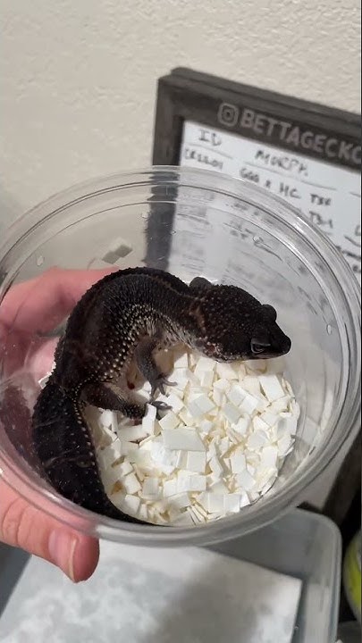 New Black Night Leopard Gecko from GeckosEtc 2022 #explore #fypシ