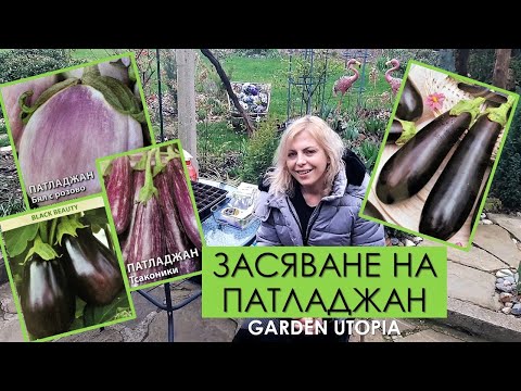 Видео: Засаждане на семена на патладжан - Как да отглеждаме патладжан от семена