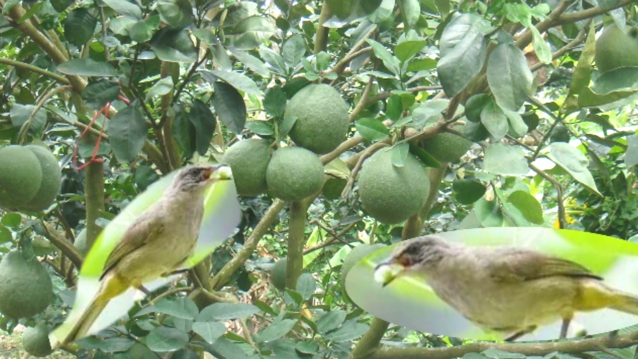 tieng hoanh hoach hot|tieng trao trao hot