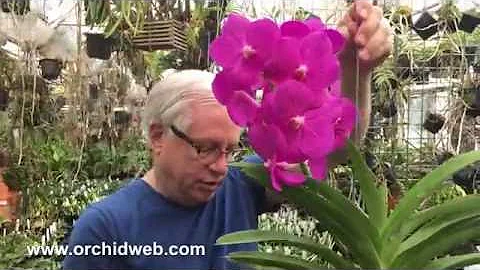 OrchidWeb - Vanda Carol Holden