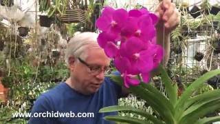 OrchidWeb - Vanda Carol Holden