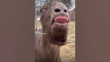 Llama 