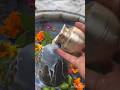 anichi khira bela patara#new #trendingshorts#shortsvideo#shiva bhajan#statusvideo#shortsyoutube ๐๐ฅ